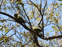 Thectocercus acuticaudatus