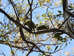 Thectocercus acuticaudatus