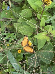 Tegosa