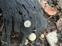 Favolaschia manipularis