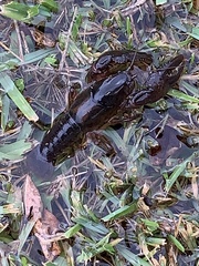 Creaserinus hedgpethi