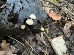 Favolaschia manipularis