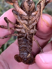 Creaserinus hedgpethi