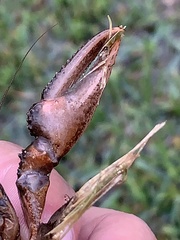 Creaserinus hedgpethi