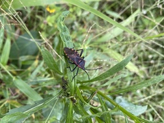 Piezogaster rubropictus