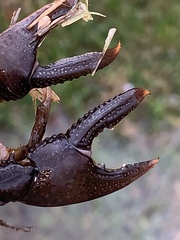 Creaserinus hedgpethi