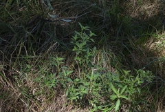 Solanum chenopodioides