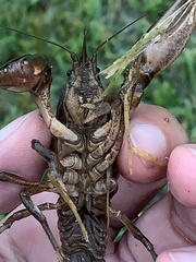 Creaserinus hedgpethi