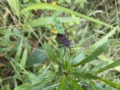 Piezogaster rubropictus