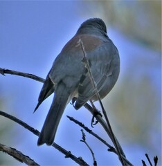Junco hyemalis caniceps