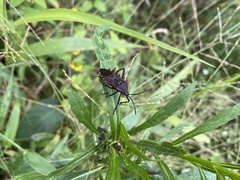 Piezogaster rubropictus