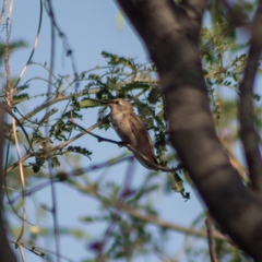 Archilochus alexandri