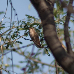 Archilochus alexandri