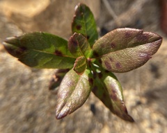 Myricaceae
