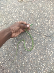 Philothamnus irregularis