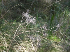 Bidens subalternans