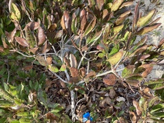 Myricaceae