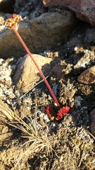 Micranthes hieraciifolia