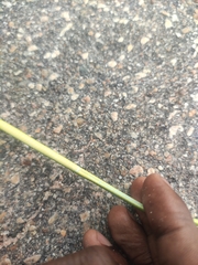 Philothamnus irregularis