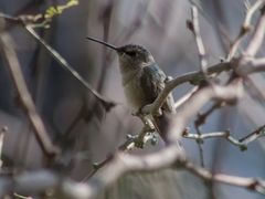 Selasphorus platycercus