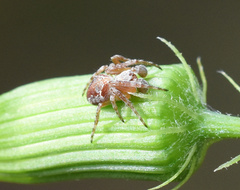 Araneus sturmi
