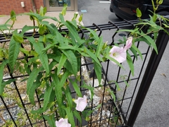Calystegia hederacea