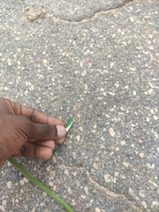 Philothamnus irregularis