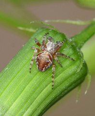Araneus sturmi