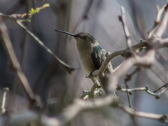 Selasphorus platycercus