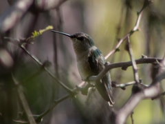 Selasphorus platycercus