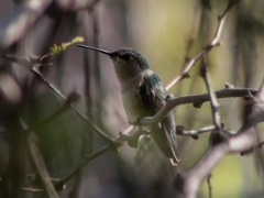 Selasphorus platycercus