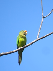 Eupsittula canicularis