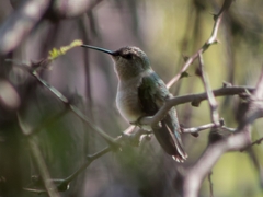 Selasphorus platycercus