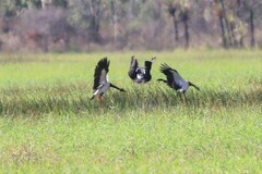 Anseranas semipalmata