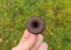 Pseudoclitocybe