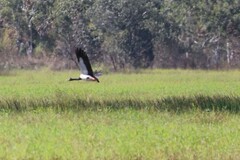 Anseranas semipalmata
