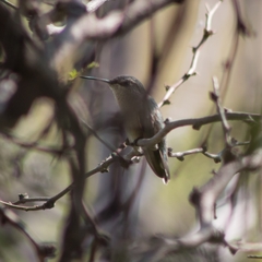 Selasphorus platycercus