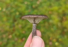 Pseudoclitocybe