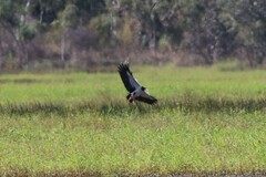 Anseranas semipalmata