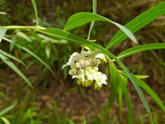 Gomphocarpus
