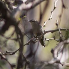 Selasphorus platycercus