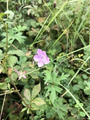Geranium wlassovianum