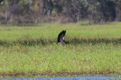 Anseranas semipalmata