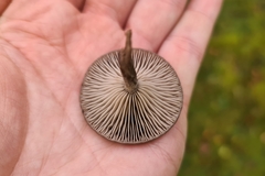 Pseudoclitocybe
