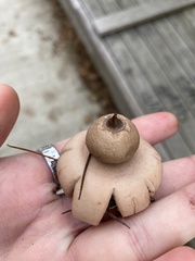 Geastrum