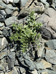 Bajacalia tridentata