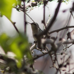 Selasphorus platycercus