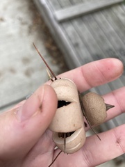 Geastrum
