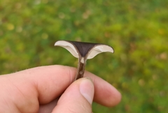Pseudoclitocybe