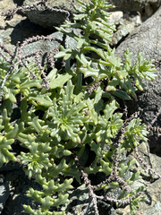 Bajacalia tridentata